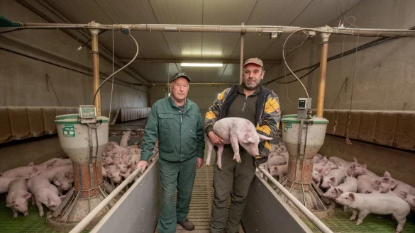 Schweinezucht - &copy; Foto: Harald Tittel/dpa