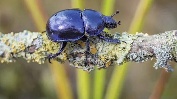 Mistk&auml;fer - &copy; Jostbernd Brock