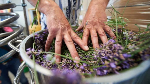 Hier wird gerade frisch geernteter Lavendel in ein Destillationsger&auml;t gef&uuml;llt. Lavendel ist eine Duft- und Heilpflanze. - &copy; dpa