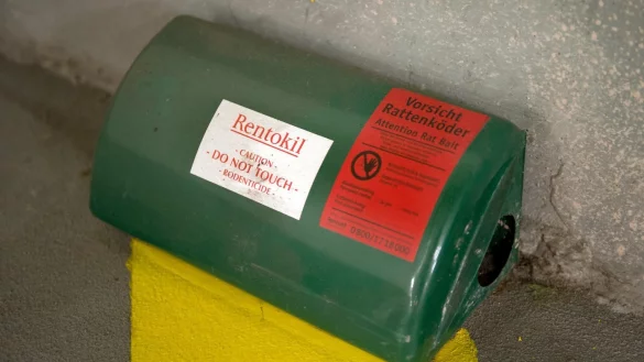 Rattenk&ouml;der - &copy; Foto: Arno Burgi