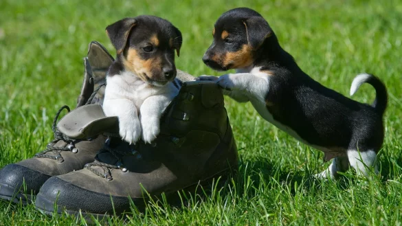 Hundewelpen - &copy; Foto: Patrick Pleul