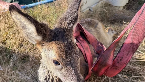 Abgekämpft liegt das Reh auf einem Heubett. Die Feuerwehr hat es gerade aus einem Gartenpool gerettet. - © Feuerwehr Bad Salzuflen
