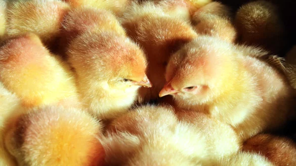 M&auml;nnliche K&uuml;ken sitzen in einem Korb. Mit dem massenhaften T&ouml;ten m&auml;nnlicher K&uuml;ken in der Legehennenzucht in Deutschland soll Ende kommenden Jahres Schluss sein. - &copy; Bernd W&uuml;stneck/zb/dpa