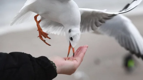 M&ouml;wen f&uuml;ttern - &copy; Foto: Stefan Sauer/zb/dpa