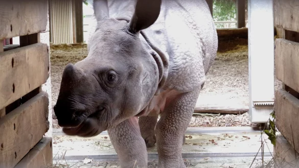 Zoos tauschen Tiere aus - © Foto: Helmut Maegdefrau/Tiergarten Nuernberg/dpa