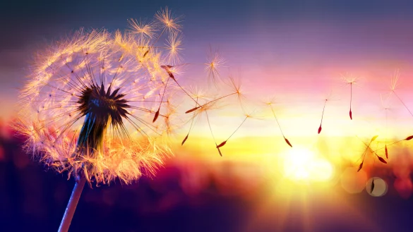 Fr&uuml;hlingshafte Temperaturen: Die ersten Pollen fliegen und er&ouml;ffnen f&uuml;r Allergiker im KreisLippe die Leidenszeit. - &copy; AOK/hfr