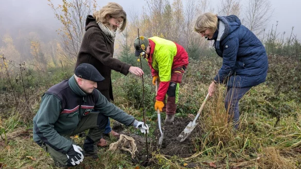 Pflanzten gemeinsam Wildobst am Kaiser-Wilhelm-Weg (v.l.): Volker Reihl als Leiter des Forstreviers Hiddesen, die Gesch&auml;ftsf&uuml;hrerin Naturpark Teutoburger Wald/Eggegebirge D&ouml;rte Pieper, Roman Elias, Forstwirt des LVL und Heike Hermann vom Naturpark Teutoburger Wald / Eggegebirge. - &copy; Landesverband Lippe