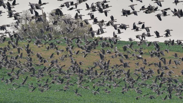 Wildg&auml;nse - &copy; Foto: Patrick Pleul/dpa-Zentralbild/dpa