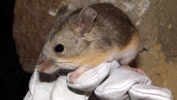 Gelbohrige Blattohrmaus - &copy; Foto: Marcial Quiroga-Carmona/Universidad Austral de Chile/dpa
