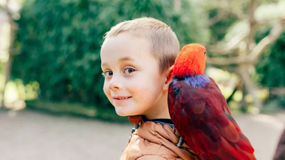 Der kleine Lias mit der Edelpagageien-Dame Walli. - &copy; Vanessa Will