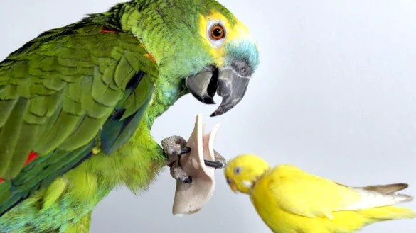 Papagei und Wellensittich - &copy; Foto: Frank Rumpenhorst/dpa/dpa-tmn