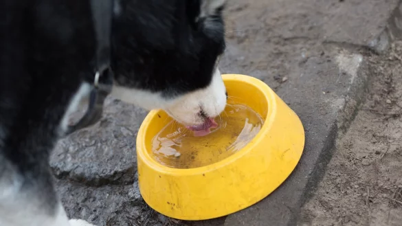 Hund mit Napf - &copy; Foto: Florian Schuh