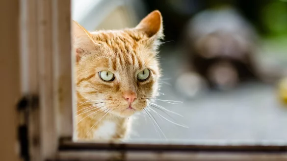 Nachbarskatze nicht f&uuml;ttern - &copy; Foto: Markus Scholz/dpa-tmn