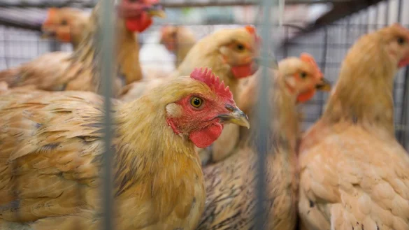 Vogelgrippe - &copy; Foto: Alex Hofford/EPA/dpa