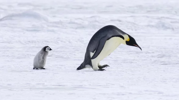 Ein ausgewachsener Pinguin und ein K&uuml;ken in der Antarktis.&nbsp; - &copy; picture alliance/imageBROKER