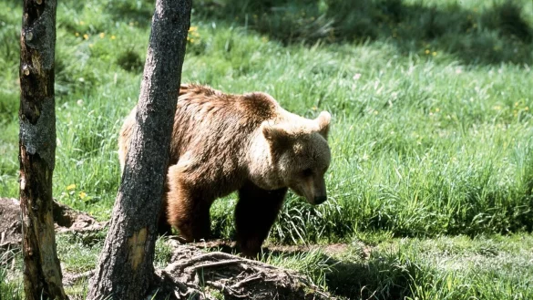 Nachwuchs bei Frankreichs Pyren&auml;en-B&auml;ren - &copy; Foto: SIPA/epa/dpa/Archiv