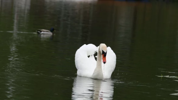 Zum Fototermin gibt sich der Schwan am Kurparksee auch gegen&uuml;ber anderem Federvieh geradezu lammfromm. Er kann aber auch anders, wie Augenzeugen berichten. Fotos: Thomas Reineke - &copy; Thomas Reineke