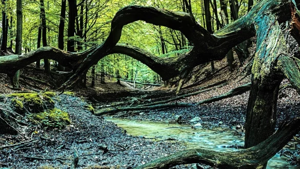 Wertvolles Feuchtgebiet: Der Haustenbach in der Senne f&uuml;hrt zeitweise sehr wenig Wasser. Das Totholz zahlreicher B&auml;ume liegt an den Ufern des Flusslaufs herum.&nbsp; - &copy; F&ouml;rderverein Nationalpark Senne-Eggegebirge