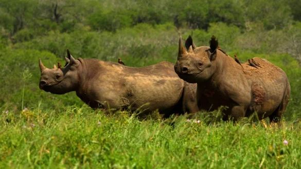 V&ouml;gel warnen Nash&ouml;rner vor Wilderern - &copy; Foto: Jed Bird/Victoria University /dpa