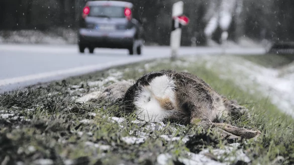 Zu mehreren Wildunf&auml;llen kam es am Wochenende im Kreis Paderborn. - &copy; David Schellenberg/ Symbolbild