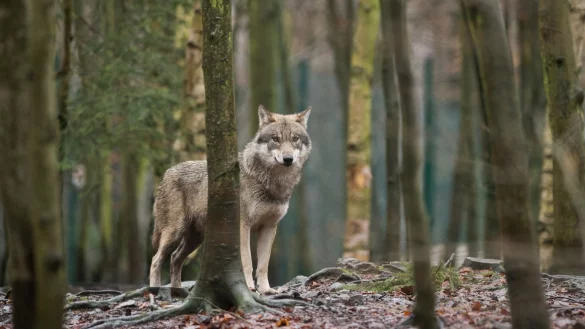 Wolf im Wald - &copy; Foto: Klaus-Dietmar Gabbert