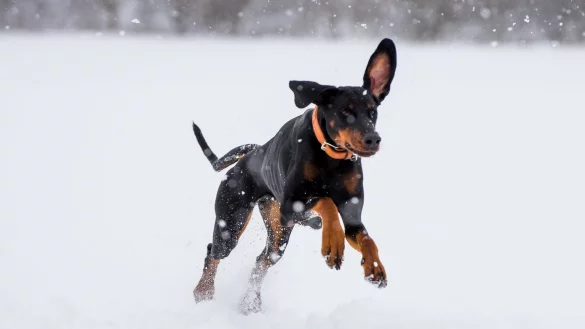 Hund im Schnee - &copy; Foto: Benjamin Nolte