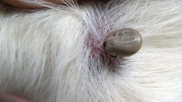 Blutsauger im Hundefell - &copy; Foto: Franz-Peter Tschauner