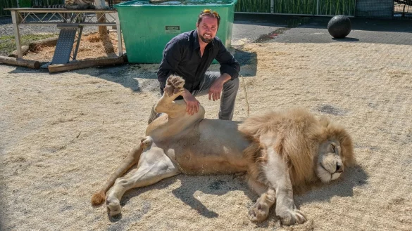 Martin Lacey mit einem L&ouml;wen. - &copy; Andreas Zobe