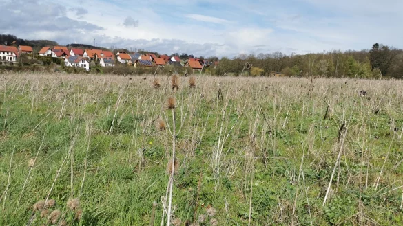 Bislang noch Ackerfl&auml;che: das m&ouml;gliche Baugebiet &bdquo;Holzkamp". - &copy; Sylvia Frevert