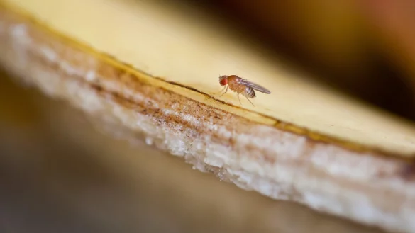 Fruchtfliege - &copy; Foto: Daniel Naupold