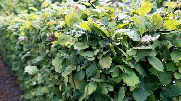 Eine gr&uuml;ne Hecke. - &copy; Foto: Andrea Warnecke/dpa-tmn