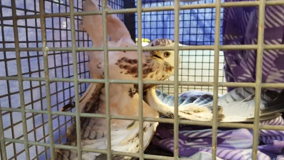 Feuerwehr Kalletal rettet verletzten M&auml;usebussard - &copy; Feuerwehr Kalletal