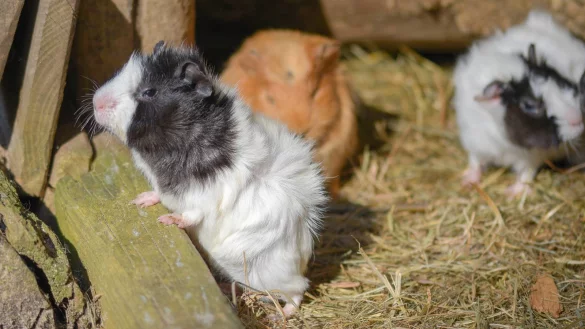 Auch die Meerschweinchen im Vogelpark Heiligenkirchen halten Ausschau nach den&nbsp;Besuchern. - &copy; T.Kerber