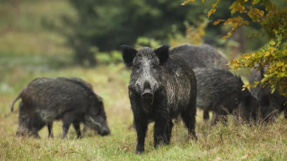 Die deutschen Beh&ouml;rden wappnen sich weiter gegen die Afrikanische Schweinepest, die von Wildschweinen &uuml;bertragen wird. Konkret sollen im Fall eines Ausbruchs in Deutschland in einem gr&ouml;&szlig;eren Radius Z&auml;une und andere Barrieren aufgestellt werden k&ouml;nnen, die Wildschweine aufhalten sollen. - &copy; picture alliance