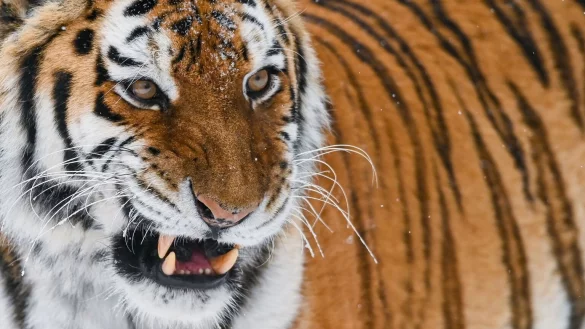 Amur-Tiger - &copy; Foto: Patrick Pleul/dpa-Zentralbild/dpa