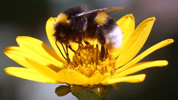 Eine Erdhummel, die zur Gattung der echten Bienen geh&ouml;rt, sitzt auf der Bl&uuml;te einer Stauden-Sonnenblume und sammelt zum Ende der Sommertracht Nektar f&uuml;r den Wintervorrat. - &copy; Wolfgang Kumm/dpa