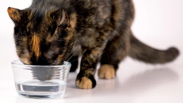Eine Katze trinkt Wasser - &copy; Foto: Kai Remmers/dpa-tmn