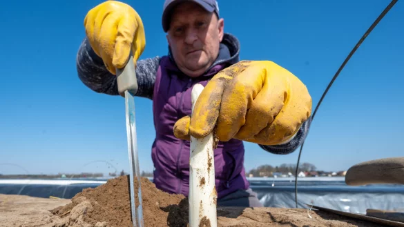 In zwei Wochen beginnt die Spargelernte. Die Bauern wissen teils noch nicht, mit welchen Helfern sie rechnen k&ouml;nnen. - &copy; Armin Weigel/dpa