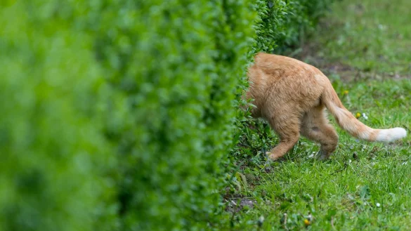 Katze im Garten - &copy; Foto: Patrick Pleul/dpa