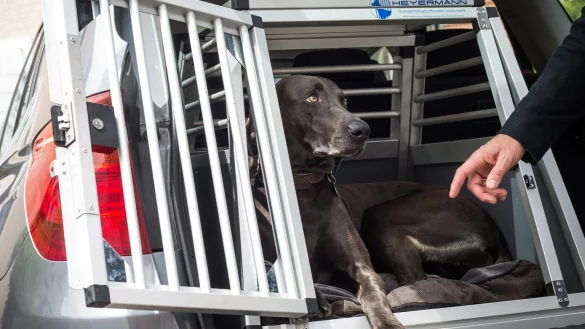 Transportbox im Kofferraum - &copy; Foto: Christoph Schmidt/dpa-tmn