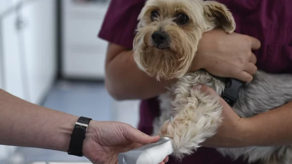 Tier-Notdienst - &copy; Foto: Ina Fassbender/dpa-tmn