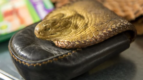 Verst&ouml;&szlig;e gegen den Artenschutz - &copy; Foto: Arifoto Ug/Michael Reichel