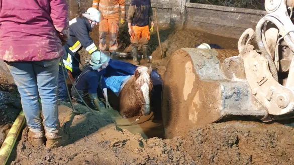 Bei diesem Feuerwehreinsatz in Essen steckt ein Pferd in einer Schlammgrube fest. Das Tier war im Bereich einer Baustelle in dem sumpfigen Boden versunken. Derartige Vorf&auml;llen in Lippe rufen den Alvedisser Frank Lehmeyer auf den Plan.&nbsp;&nbsp; - &copy; Feuerwehr Essen/dpa