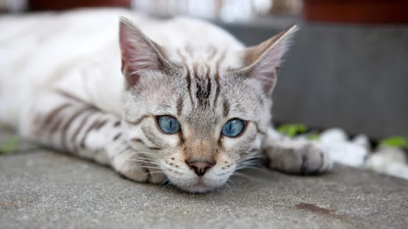 Zeckenschutz mit Permethrin kann f&uuml;r Katzen t&ouml;dlich sein - &copy; Foto: Silvia Marks