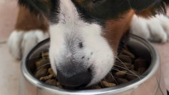 Wenn der Hund pl&ouml;tzlich nicht mehr frisst - &copy; Foto: Peer Grimm