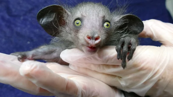 Fingertier im Frankfurter Zoo geboren - &copy; Foto: --/Zoo Frankfurt /dpa