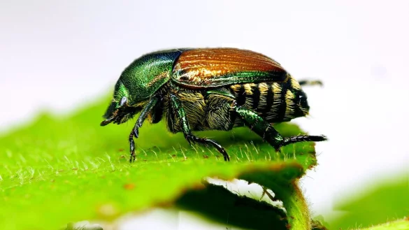 Japank&auml;fer - &copy; Foto: Olaf Zimmermann/LTZ Augustenberg/dpa