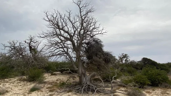 Insel Chrissi - &copy; Foto: -/Regionalverwaltung Kreta/dpa