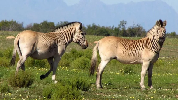 - &copy; Quagga Project/dpa