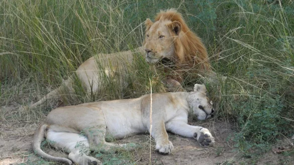 L&ouml;wen in Sambia - &copy; Foto: Simone A. Mayer/dpa /dpa
